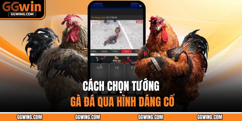 Cách Chọn Tướng Gà Đá – Nghệ Thuật Nhận Biết Chiến Kê 2 Cách chọn tướng gà đá qua hình dáng cổ