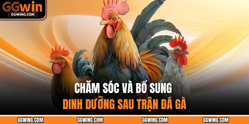 Luật Chơi Gà Đá – Nắm Vững Để Trở Thành Kê Thủ Lão Luyện 3 Chăm sóc và bổ sung dinh dưỡng sau trận đá gà