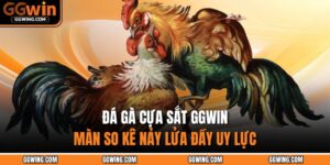 Đá Gà Cựa Sắt GGWIN - Màn So Kê Nảy Lửa Đầy Uy Lực 3 Đá gà cựa sắt GGWIN