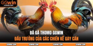 Đá Gà Thomo GGWIN - Đấu Trường Của Các Chiến Kê Gay Cấn 2 Đá gà Thomo GGWIN
