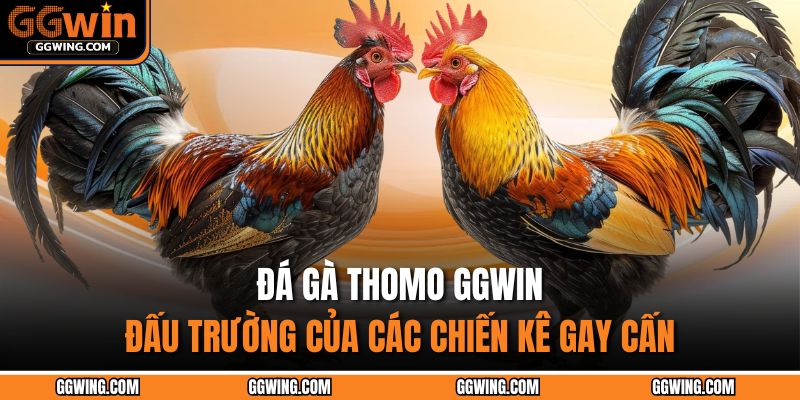 Đá Gà Thomo GGWIN - Đấu Trường Của Các Chiến Kê Gay Cấn 1 Đá gà Thomo GGWIN
