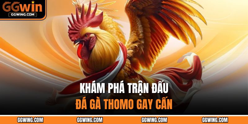 Đá Gà Thomo GGWIN - Đấu Trường Của Các Chiến Kê Gay Cấn 2 Khám phá trận đấu đá gà Thomo gay cấn