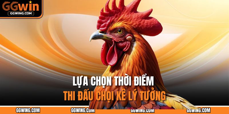 Đá Gà Thomo GGWIN - Đấu Trường Của Các Chiến Kê Gay Cấn 4 Lựa chọn thời điểm thi đấu chọi kê lý tưởng