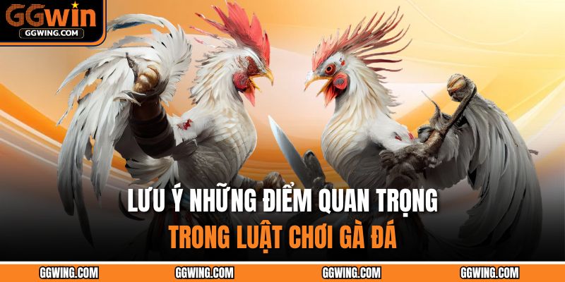 Luật Chơi Gà Đá – Nắm Vững Để Trở Thành Kê Thủ Lão Luyện 4 Lưu ý những điểm quan trọng trong luật chơi gà đá