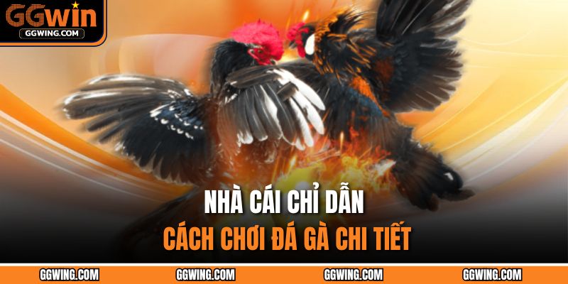 Nhà cái chỉ dẫn cách chơi đá gà chi tiết