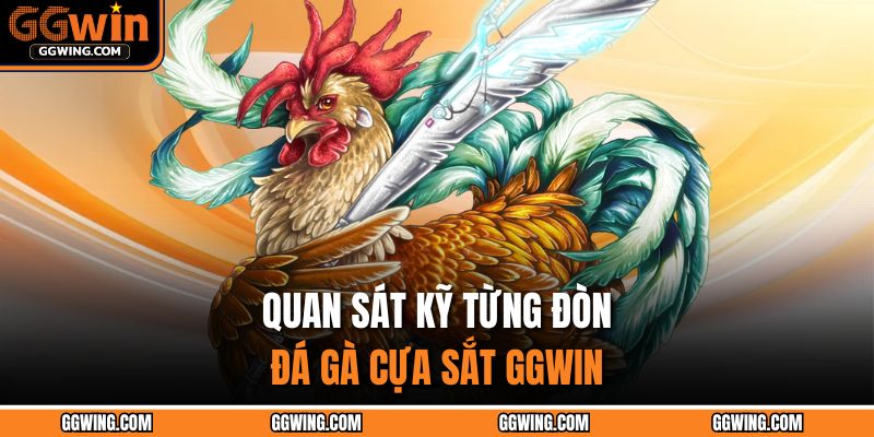 Quan sát kỹ từng đòn đá gà cựa sắt GGWIN