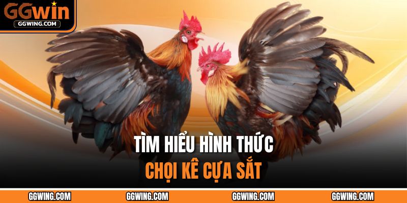 Tìm hiểu hình thức chọi kê cựa sắt