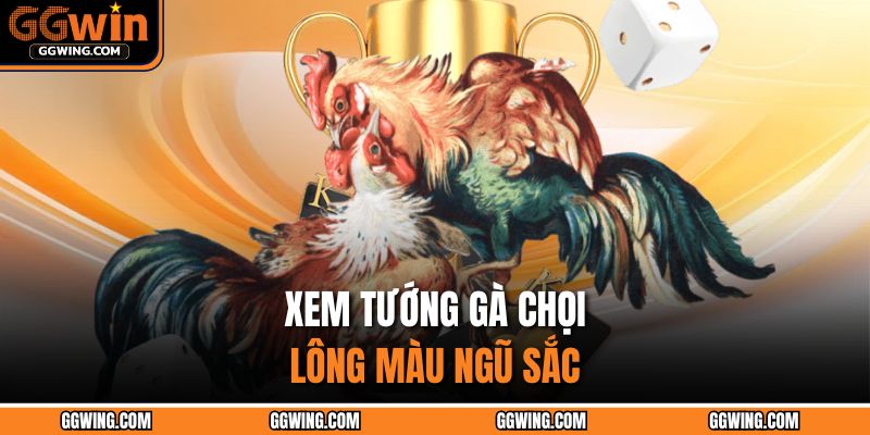Cách Chọn Tướng Gà Đá – Nghệ Thuật Nhận Biết Chiến Kê 3 Xem tướng gà chọi lông màu ngũ sắc